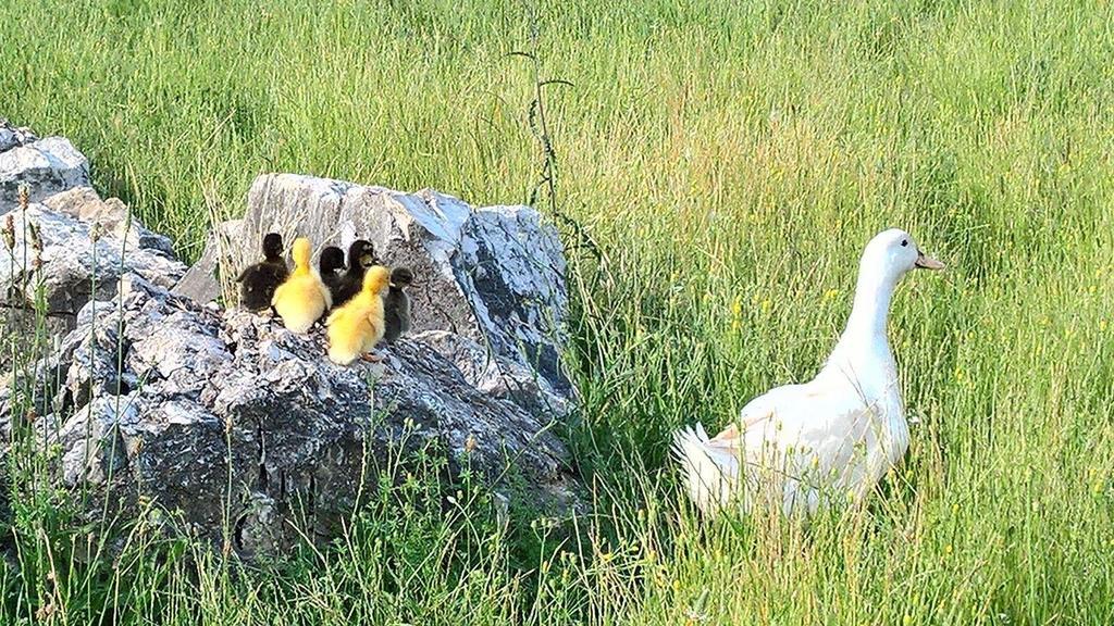 Agriturismo Di Charme Erbadoro Alvito Dış mekan fotoğraf