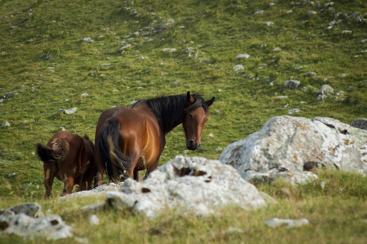 Agriturismo Di Charme Erbadoro Alvito Dış mekan fotoğraf